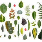 leafy-encyclopedia