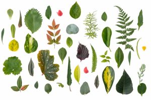 leafy-encyclopedia