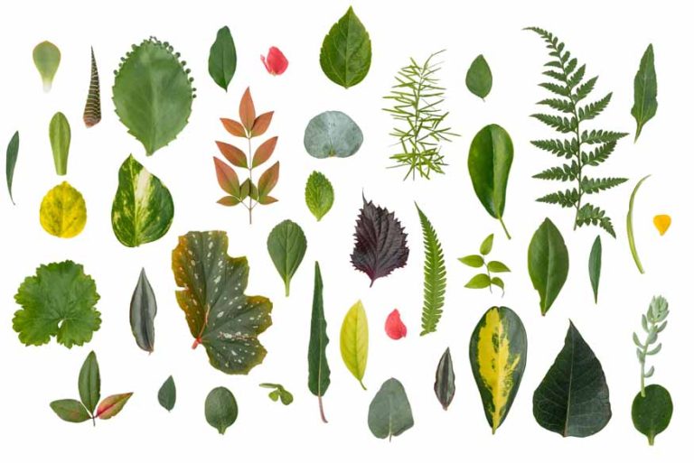 leafy-encyclopedia