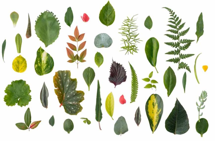 leafy-encyclopedia