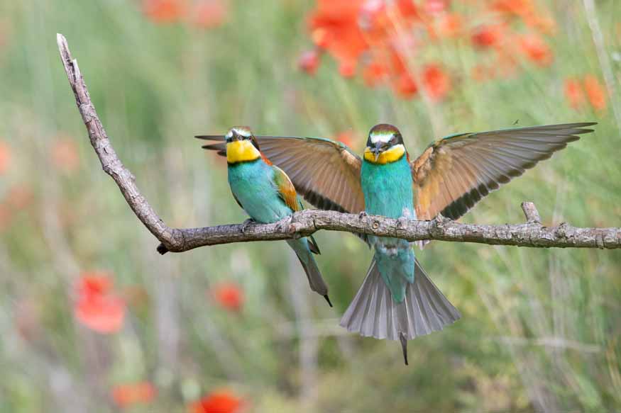 National Bird Day in India Celebrate the Feathered Wonders on January 5th