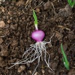 root-vegetables-for-kids