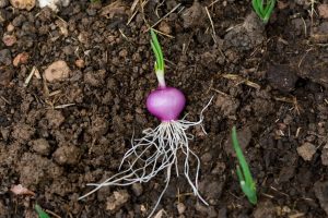 root-vegetables-for-kids