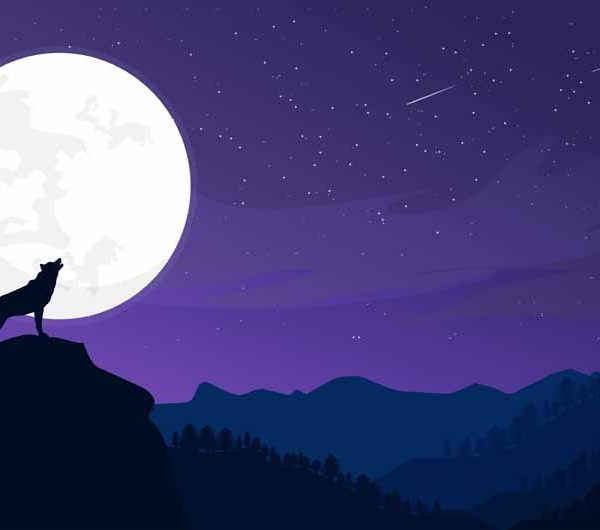 teaching-your-kids-about-nocturnal-animals