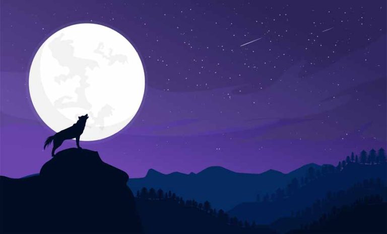 teaching-your-kids-about-nocturnal-animals