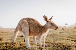 world-of-marsupials