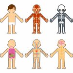 babies-bone-structure