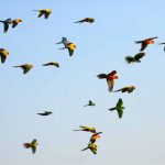 birds-and-migration