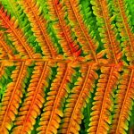 nature-weaving-artistry