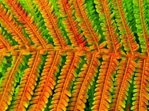 nature-weaving-artistry