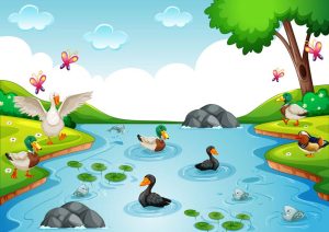 water-birds-chart