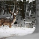 animals-in-snowy-environments