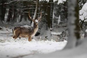 animals-in-snowy-environments