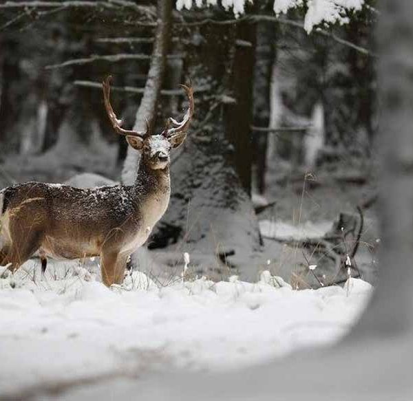 animals-in-snowy-environments