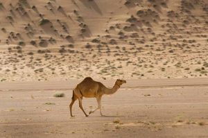 desert-animals