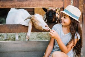 farm-animals