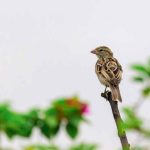 world-sparrow-day