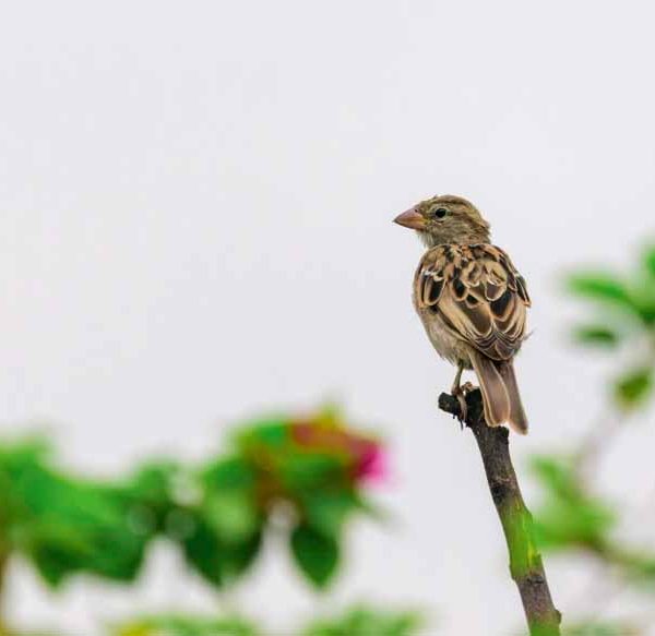world-sparrow-day
