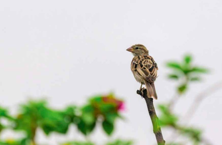 world-sparrow-day