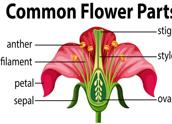 parts-of-flower