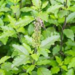 health-benefits-of-tulsi