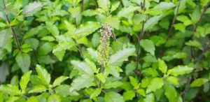 health-benefits-of-tulsi
