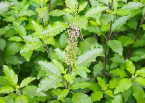 health-benefits-of-tulsi