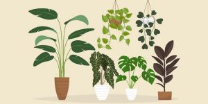 indoor-plants