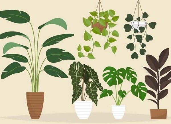 Top 7 Indoor Plants for the Rainy Season