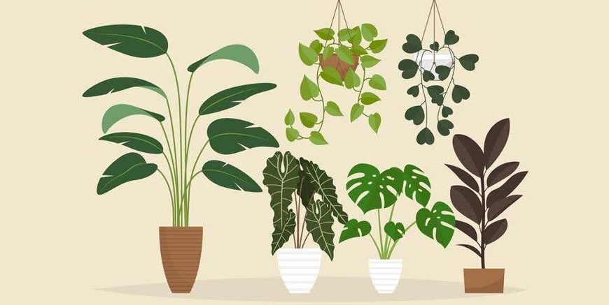 indoor-plants