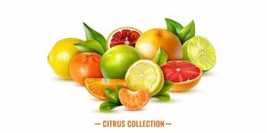 lemons-and-limes-for-kids