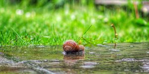 monsoon-wildlife