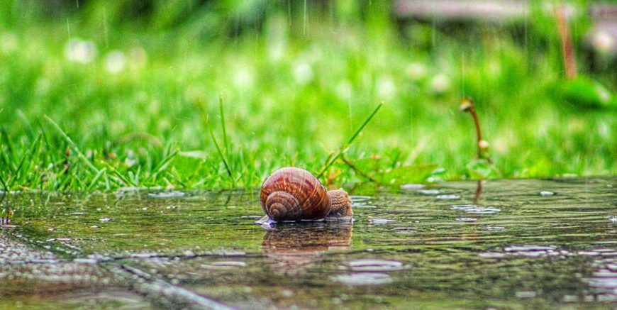 monsoon-wildlife