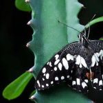 plants-for-butterflies