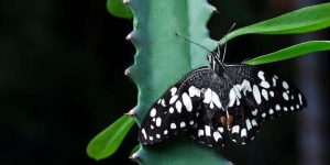 plants-for-butterflies
