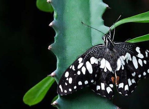 The Best Monsoon Plants for Butterflies