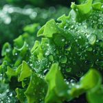 vegetables-to-avoid-this-monsoon