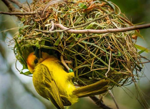 The Fascinating World of Bird Nests