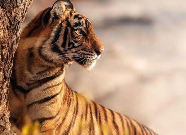 Exploring Tigers and Fun Facts for Kindergarten Students
