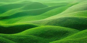 facts-about-grasslands