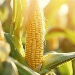 introducing-corn-to-your-toddler