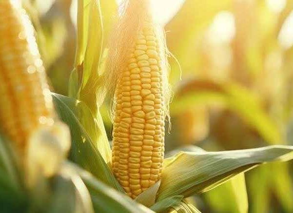 introducing-corn-to-your-toddler