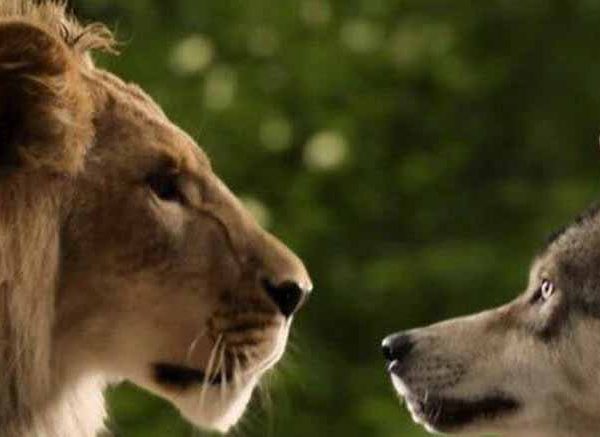 The Lion and the Wolf Story For Kids
