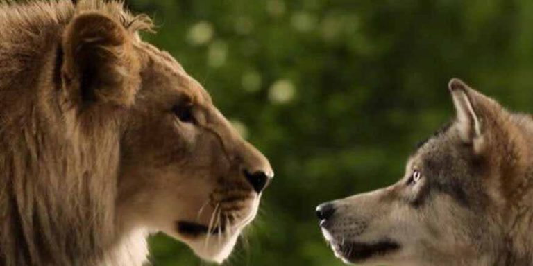 story-of-the-lion-and-the-wolf