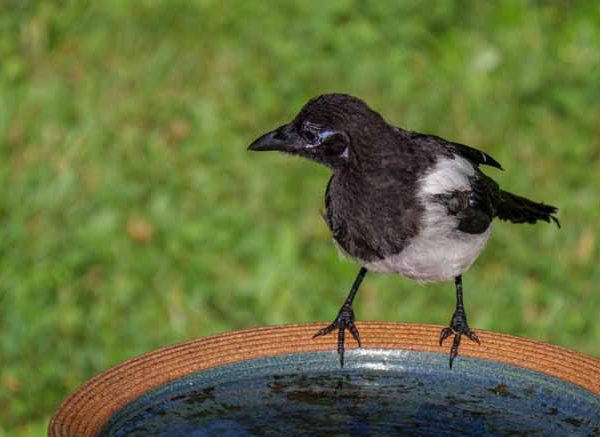 The Thirsty Crow Story For Kids With Moral