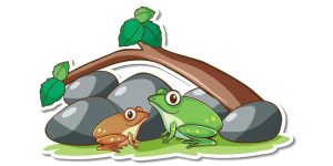 two-frogs-story-for-kids