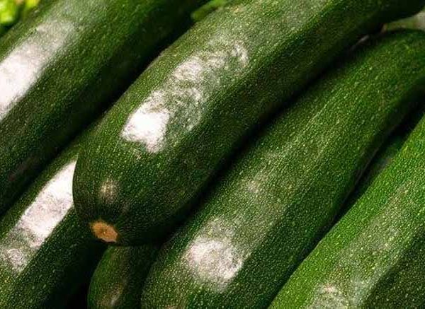 11 Simple and Delicious Zucchini Recipes for Toddlers