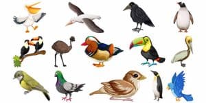 different-types-of-birds