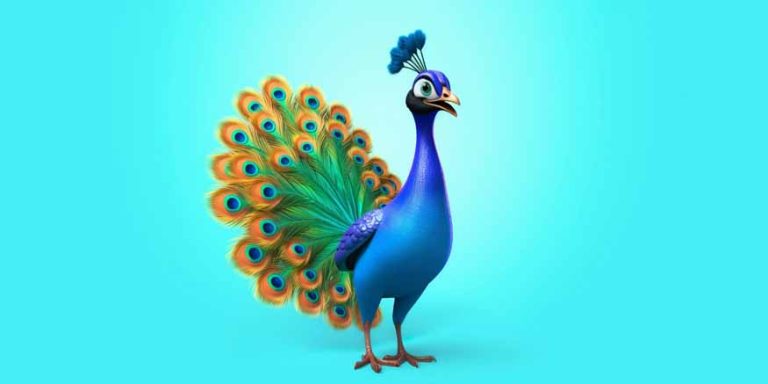 peacock-information