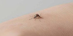 dengue-in-monsoon
